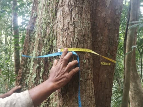 Kayu Siminai
