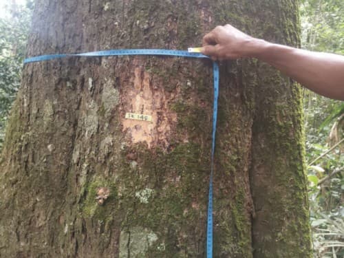 Kayu Marsawah