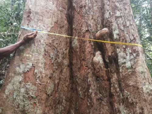 Kayu Kolek
