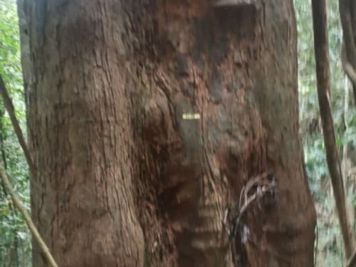 Kayu Marsawah
