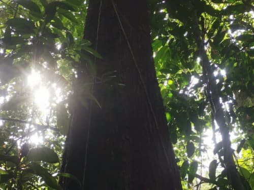 Kayu Modang