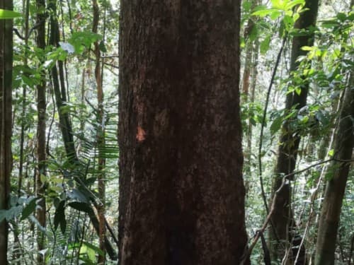 Kayu Modang