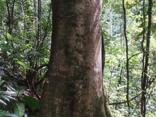 Kayu Modang