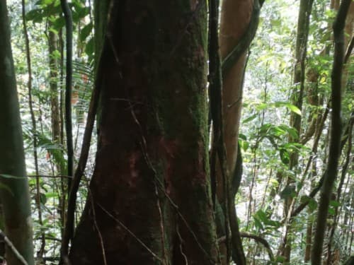 Kayu Jirak kuantan
