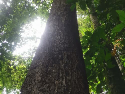 Kayu Modang