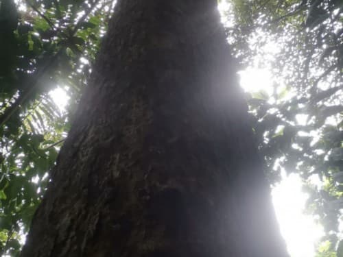 Kayu Modang