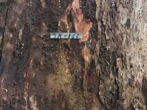 Kayu Modang