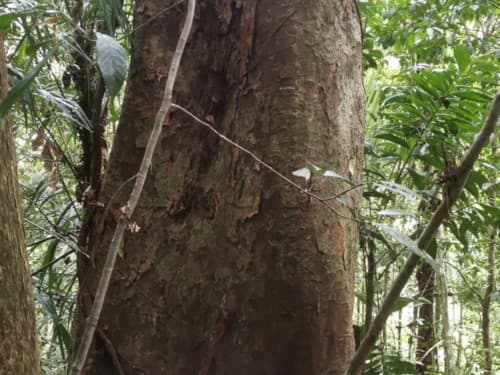 Kayu Kadundung