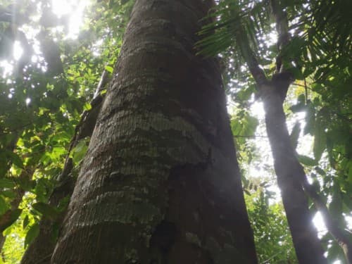 Kayu Merantih Kulit Banio