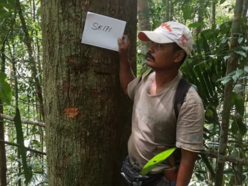 Kayu Marsawah