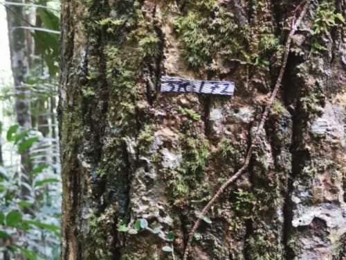 Kayu Bintangor