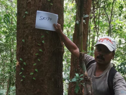 Kayu Kompe