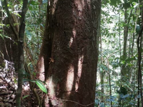 Kayu Merantih Kulit Banio