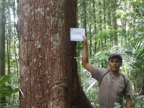 Kayu Nyatuah