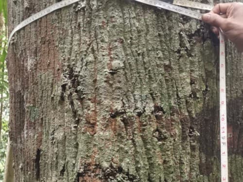 Kayu Merantih Kulit Banio