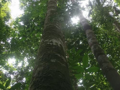 Kayu Modang