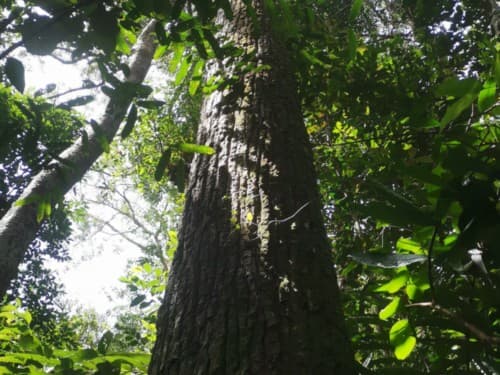 kayu Banio