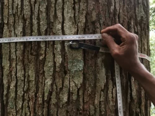 Kayu Siminai