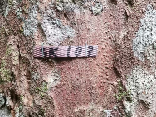 Kayu Kolek
