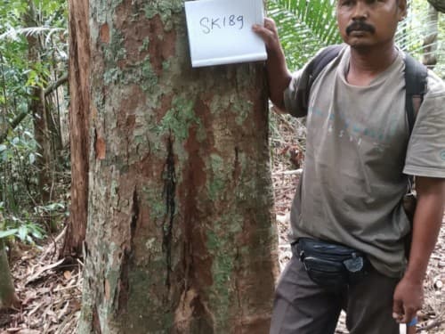 Kayu Macang Hutan