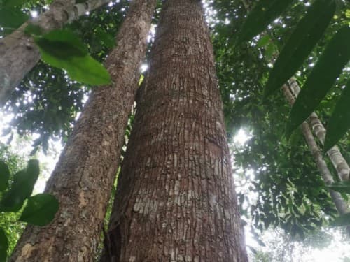 Kayu damar
