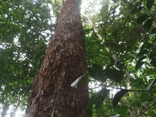 Kayu Siminai