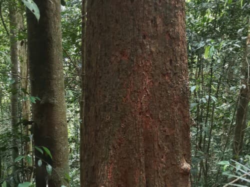 Kayu Macang Hutan