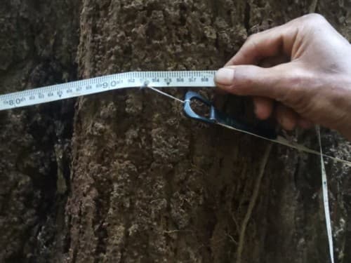 Kayu Macang Hutan