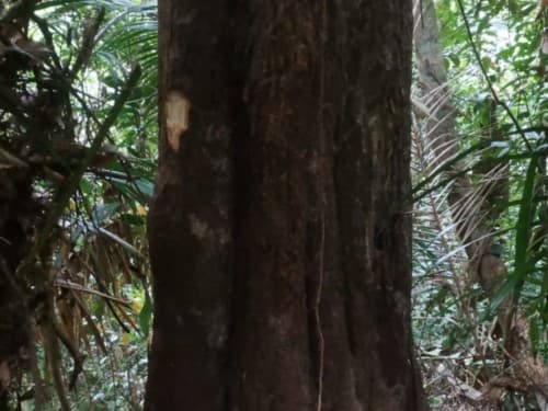 Kayu Modang