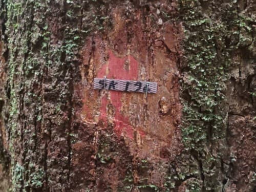 Kayu Nyatuah