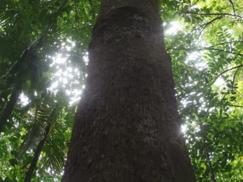 Kayu Macang Hutan