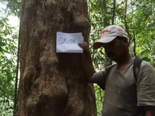 Kayu Kadundung