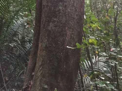 Kayu Marsawah