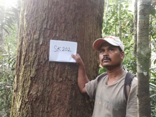 Kayu Marsawah