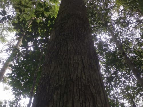 Kayu Marsawah
