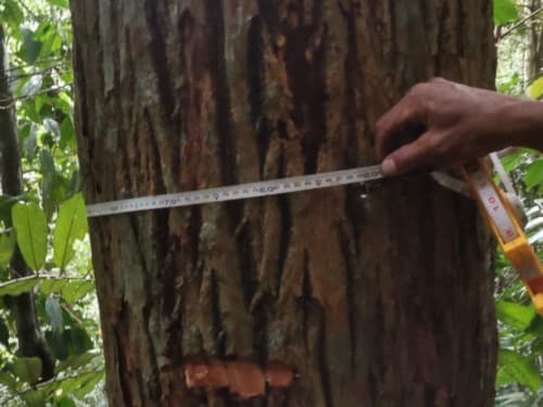 Kayu Bintangor