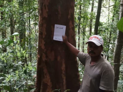 Kayu Kolek