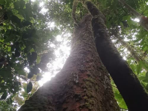 Kayu Modang
