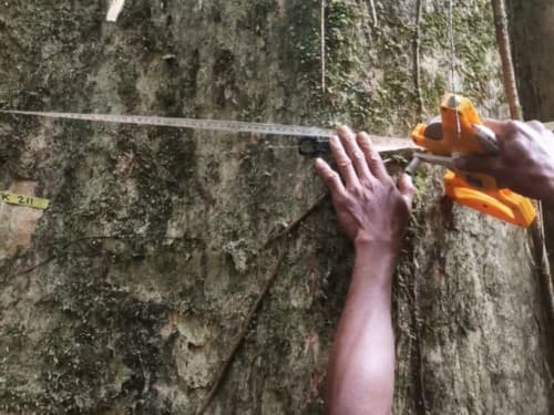 Kayu Kolek