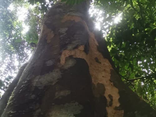 Kayu Kolek