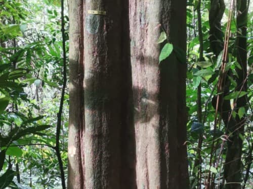 Kayu Kolek