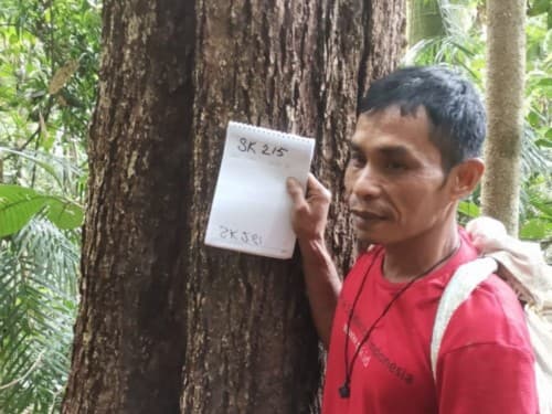 Kayu Modang