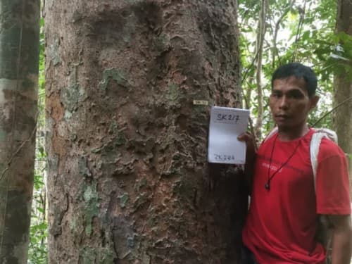 Kayu Kadundung