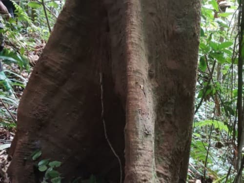 Kayu Kolek