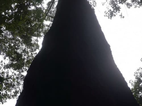 Kayu Merantih Kulit Banio