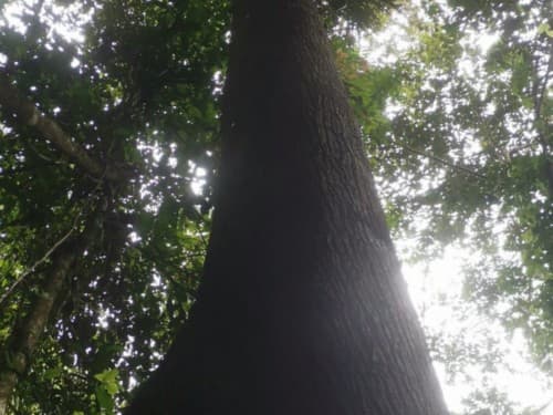 Kayu Merantih Kulit Banio