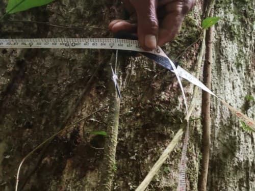 Kayu Modang