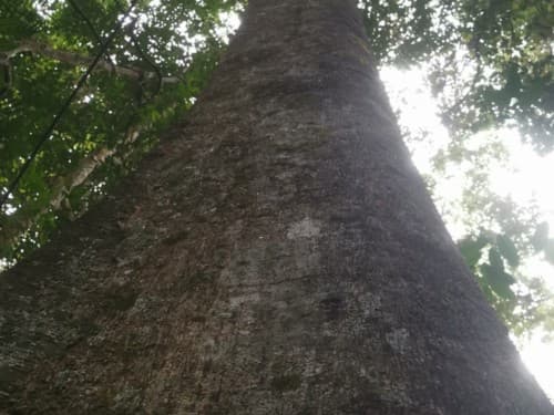 Kayu Kompe