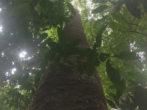 Kayu Kompe