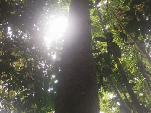 Kayu Nyatuah